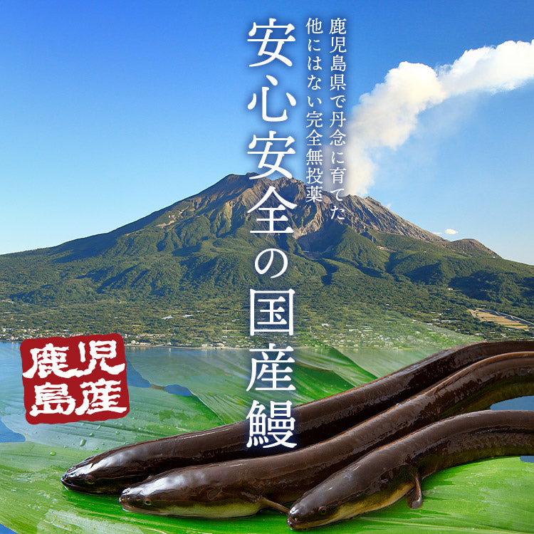 うなぎ ギフト 約180g×2尾 鹿児島県産  山田水産 無投薬
