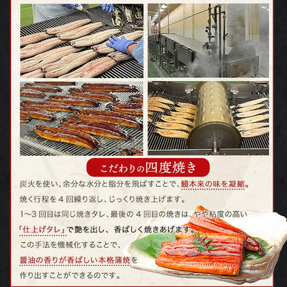 うなぎ ギフト 約180g×2尾 鹿児島県産  山田水産 無投薬